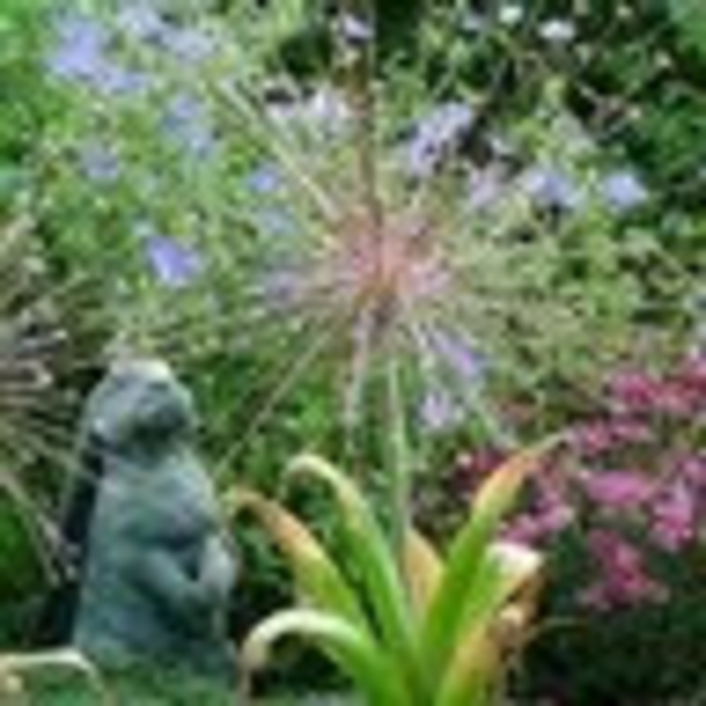 Meet your Posher, Allium